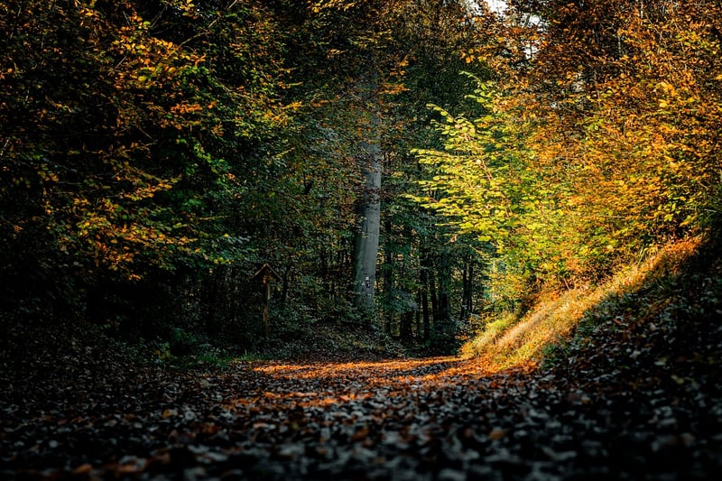 Mindful Walking in Nature
